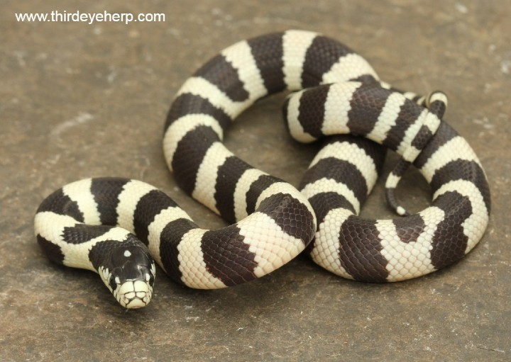 Cerbat Mountains California Kingsnake